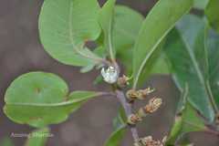 Xantolis tomentosa